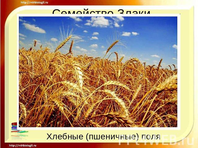 Семейство ЗлакиХлебные (пшеничные) поля