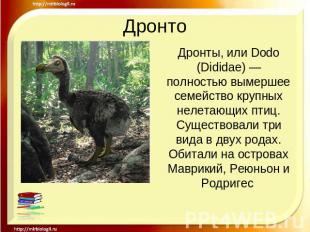 Дронто Дронты, или Dodo (Dididae) — полностью вымершее семейство крупных нелетаю