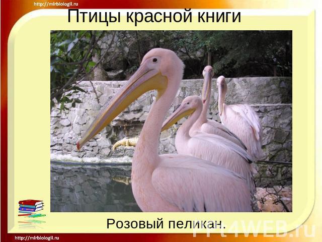 Птицы красной книги Розовый пеликан.