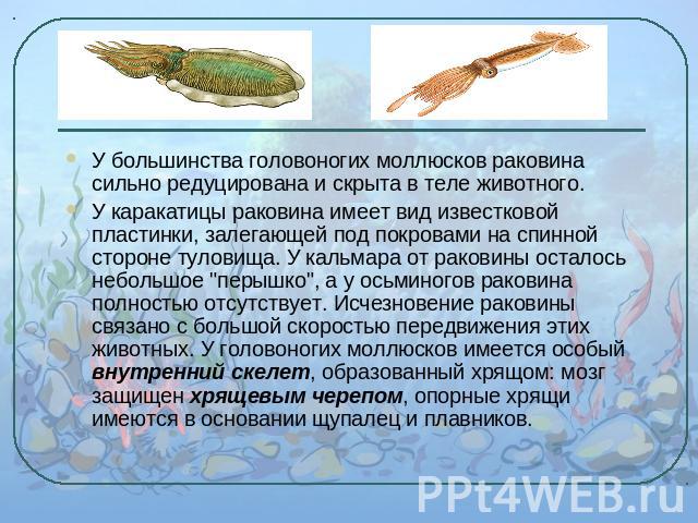 У большинства головоногих моллюсков раковина сильно редуцирована и скрыта в теле животного.У каракатицы раковина имеет вид известковой пластинки, залегающей под покровами на спинной стороне туловища. У кальмара от раковины осталось небольшое 