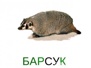 БАРСУК