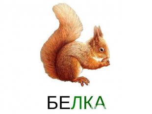 БЕЛКА