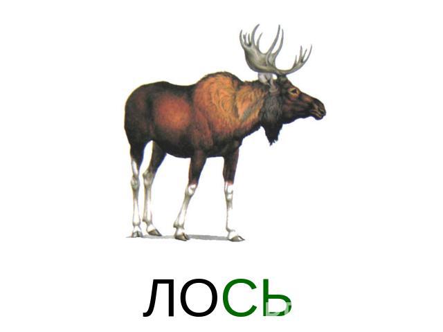 ЛОСЬ