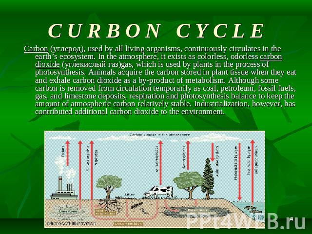 C U R B O N C Y C L E Carbon (углерод), used by all living organisms, continuously circulates in the earth’s ecosystem. In the atmosphere, it exists as colorless, odorless carbon dioxide (углекислый газ)gas, which is used by plants in the process of…