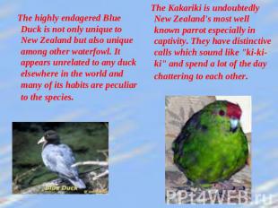 The highly endagered Blue Duck is not only unique to New Zealand but also unique