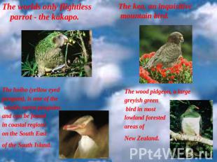 The worlds only flightless parrot - the kakapo. .  The hoiho (yellow eyed pengui