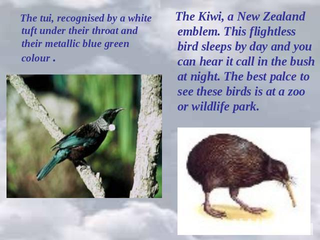 The tui, recognised by a white tuft under their throat and their metallic blue green colour . The Kiwi, a New Zealand emblem. This flightless bird sleeps by day and you can hear it call in the bush at night. The best palce to see these birds is at a…