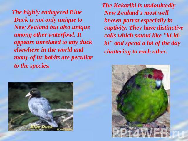 The highly endagered Blue Duck is not only unique to New Zealand but also unique among other waterfowl. It appears unrelated to any duck elsewhere in the world and many of its habits are peculiar to the species. The Kakariki is undoubtedly New Zeala…