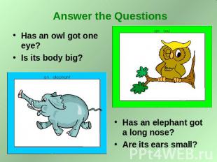 Answer the Questions Has an owl got one eye? Is its body big? Has an elephant go