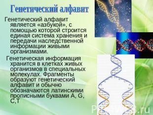 Генетический алфавит Генетический алфавит является «азбукой», с помощью которой