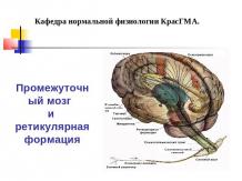 Промежуточный мозг и ретикулярная формация