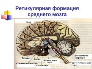 Ретикулярная формация среднего мозга