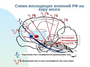 Схема восходящих влияний РФ на кору мозга Первичный ответ специфической проекцио
