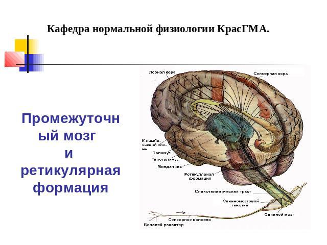 Кафедра нормальной физиологии КрасГМА. Промежуточный мозг и ретикулярная формация