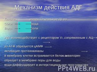 Механизм действия АДГ Каналец интерстициальное пр-во Соли вода Вода соли АДГ вза