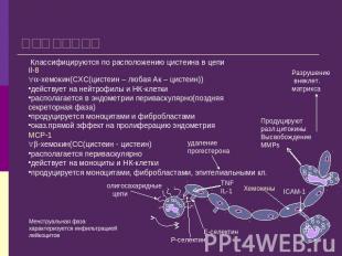 Хемокины Классифицируются по расположению цистеина в цепи Il-8 -хемокин(СХС(цист