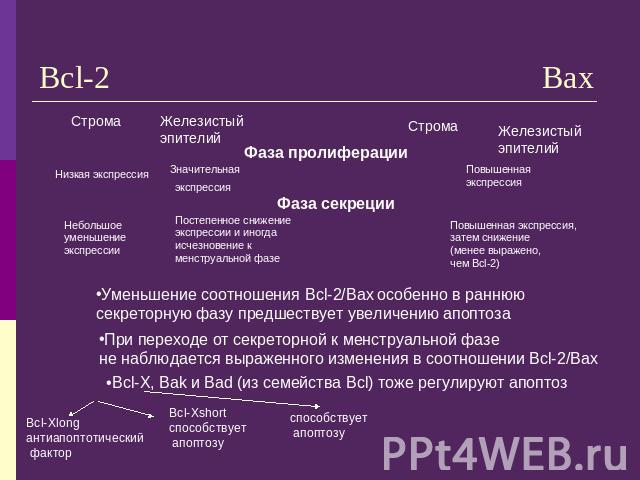 Bcl-2 Bax Уменьшение соотношения Bcl-2/Bax особенно в раннюю секреторную фазу предшествует увеличению апоптоза При переходе от секреторной к менструальной фазе не наблюдается выраженного изменения в соотношении Bcl-2/Bax Bcl-X, Bak и Bad (из семейст…