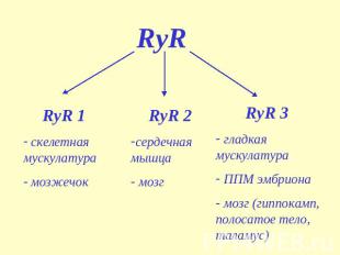 RyR RyR 1 скелетная мускулатура мозжечок RyR 2 сердечная мышца мозг RyR 3 гладка