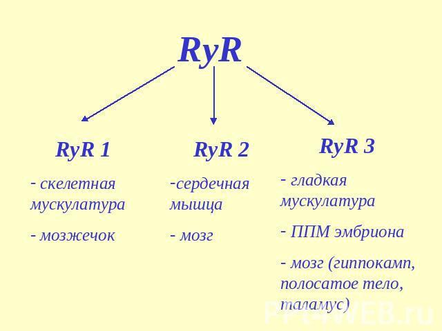 RyR RyR 1 скелетная мускулатура мозжечок RyR 2 сердечная мышца мозг RyR 3 гладкая мускулатура ППМ эмбриона мозг (гиппокамп, полосатое тело, таламус)