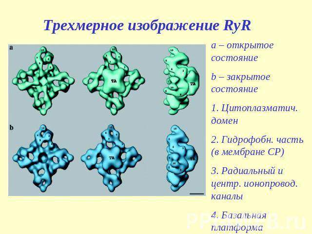 Трехмерное изображение RyR a – открытое состояние b – закрытое состояние 1. Цитоплазматич. домен 2. Гидрофобн. часть (в мембране СР) 3. Радиальный и центр. ионопровод. каналы 4. Базальная платформа