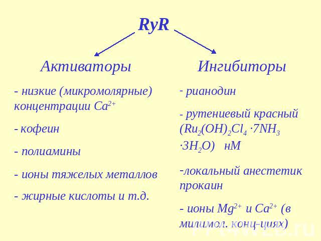 RyR Активаторы - низкие (микромолярные) концентрации Са2+ - кофеин - полиамины - ионы тяжелых металлов - жирные кислоты и т.д. Ингибиторы рианодин - рутениевый красный (Ru2(OH)2Cl4 ·7NH3 ·3H2O) нМ локальный анестетик прокаин - ионы Mg2+ и Ca2+ (в ми…