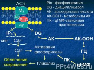 Pin - фосфоинозитил DG - диацилглицерол АК - арахидоновая кислота АК-ООН - метаб