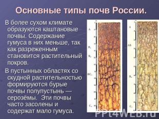 Основные типы почв России. В более сухом климате образуются каштановые почвы. Со
