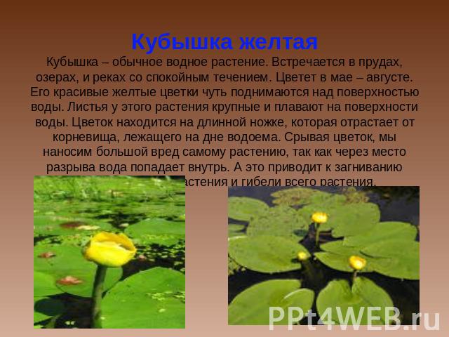 Кубышка желтаяКубышка – обычное водное растение. Встречается в прудах, озерах, и реках со спокойным течением. Цветет в мае – августе. Его красивые желтые цветки чуть поднимаются над поверхностью воды. Листья у этого растения крупные и плавают на пов…