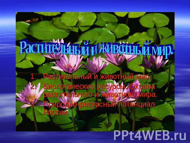 Растительный и животный мир. Растительный и животный мир. Биологические ресурсы. Охрана растительного и животного мира. Природно-ресурсный потенциал России.