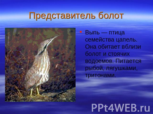 Представитель болот Выпь — птица семейства цапель. Она обитает вблизи болот и стоячих водоемов. Питается рыбой, лягушками, тритонами.