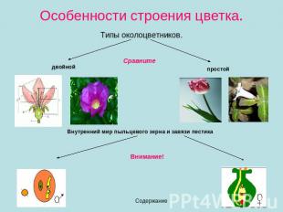 Особенности строения цветка. Типы околоцветников.СравнитедвойнойпростойВнутренни