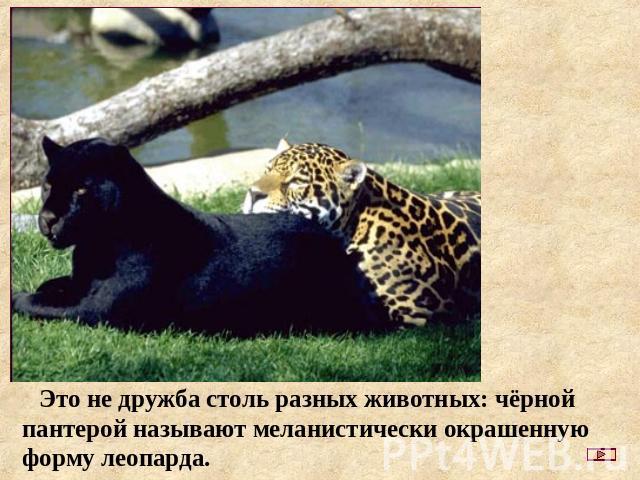 Это не дружба столь разных животных: чёрной пантерой называют меланистически окрашенную форму леопарда.