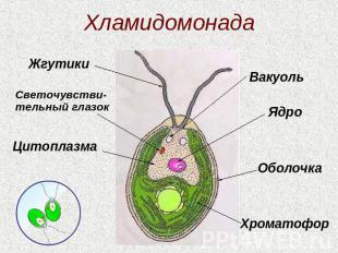 Хламидомонада ЖгутикиСветочувстви-тельный глазокЦитоплазмаВакуольЯдроОболочкаХро