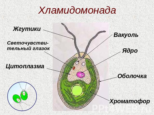 Хламидомонада ЖгутикиСветочувстви-тельный глазокЦитоплазмаВакуольЯдроОболочкаХроматофор