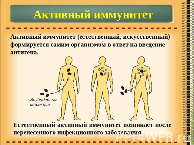 Активный иммунитетАктивный иммунитет (естественный, искусственный) формируется самим организмом в ответ на введение антигена. Естественный активный иммунитет возникает после перенесенного инфекционного заболевания.