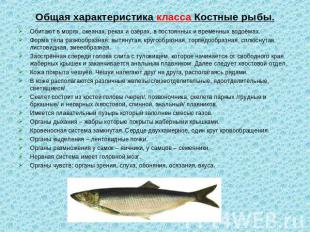 Общая характеристика класса Костные рыбы. Обитают в морях, океанах, реках и озёр