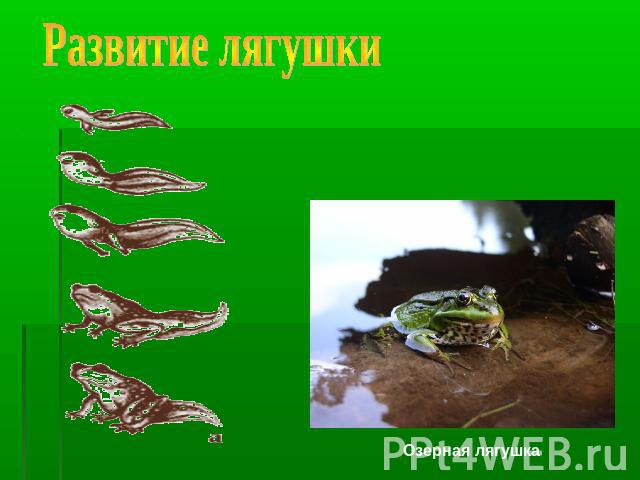 Развитие лягушкиОзерная лягушка