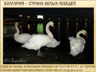 Болгария – страна белых лебедей Судя по всему, в Болгарии обитают лебеди-шипуны,