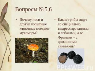 Вопросы №5,6 Почему лоси и другие копытные животные поедают мухоморы?Какие грибы