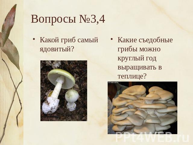 Вопросы №3,4 Какой гриб самый ядовитый?Какие съедобные грибы можно круглый год выращивать в теплице?