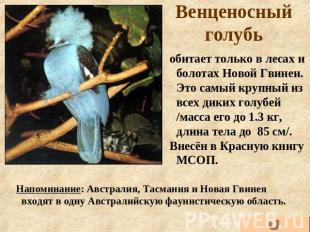 Венценосный голубь обитает только в лесах и болотах Новой Гвинеи. Это самый круп
