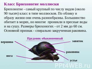 Класс Брюхоногие моллюскиБрюхоногие - самый крупный по числу видов (около 90 тыс