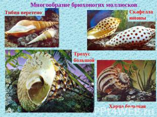Многообразие брюхоногих моллюсковТибия веретеноСкафелла юноныТрохус большойХарпа