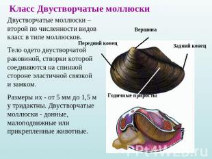 Класс Двустворчатые моллюскиДвустворчатые моллюски – второй по численности видов