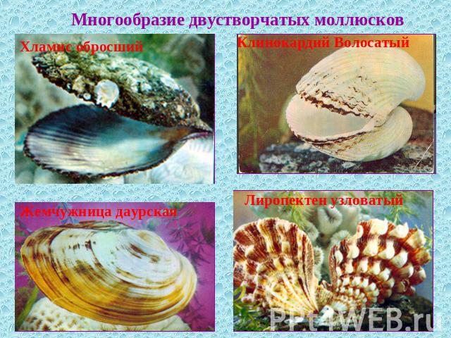 Многообразие двустворчатых моллюсковХламис обросшийКлинокардий Волосатый Жемчужница даурскаяЛиропектен узловатый