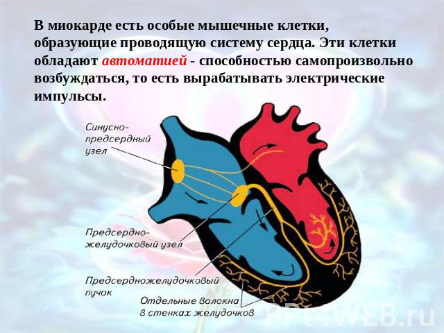 В миокарде есть особые мышечные клетки, образующие проводящую систему сердца. Эти клетки обладают автоматией - способностью самопроизвольно возбуждаться, то есть вырабатывать электрические импульсы.