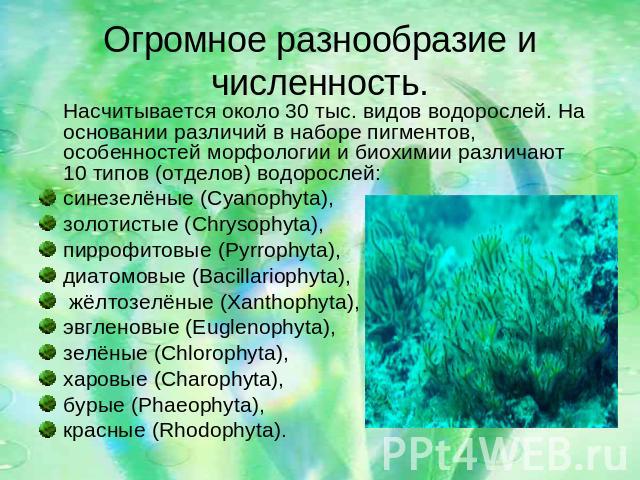 Огромное разнообразие и численность. Насчитывается около 30 тыс. видов водорослей. На основании различий в наборе пигментов, особенностей морфологии и биохимии различают 10 типов (отделов) водорослей: синезелёные (Cyanophyta), золотистые (Chrysophyt…