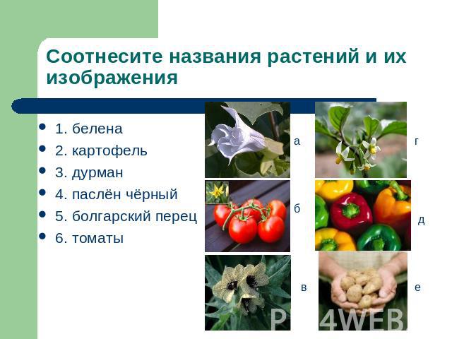 Соотнесите названия растений и их изображения 1. белена2. картофель3. дурман4. паслён чёрный5. болгарский перец6. томаты