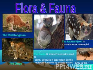Flora & FaunaThe Red KangarooThe Spotted Quoll isa carnivorous marsupialThe Koal