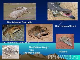 The Saltwater CrocodileBlue-tongued lizardThe Poisonous Cane ToadThe Eastern Ban